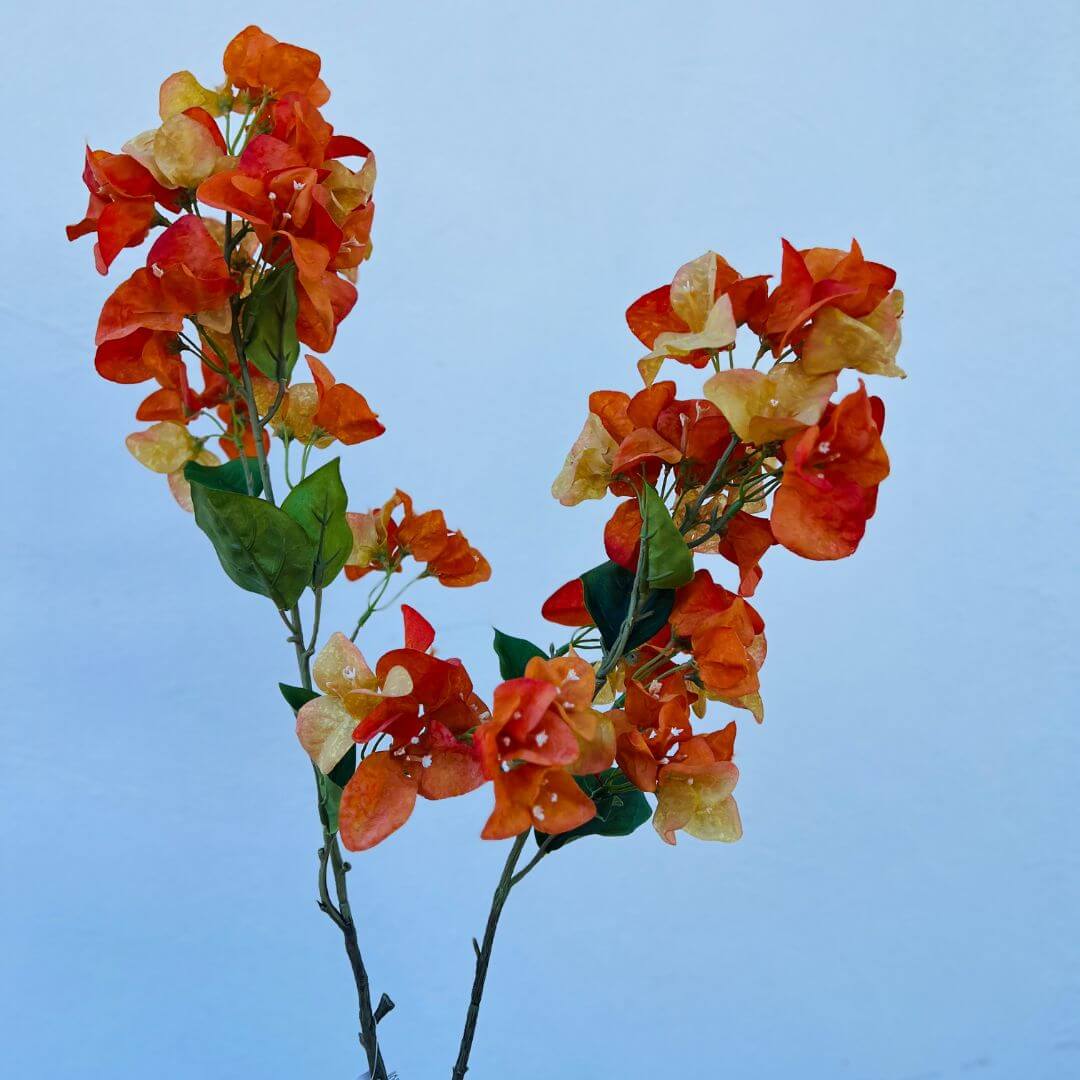 Haste Bougainvillea Laranja – 1,05m