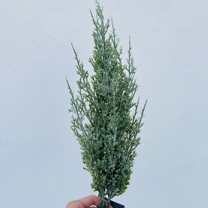 Galho Natural - 59cm
