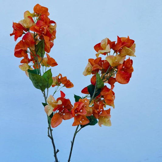 Haste Bougainvillea Laranja – 1,05m