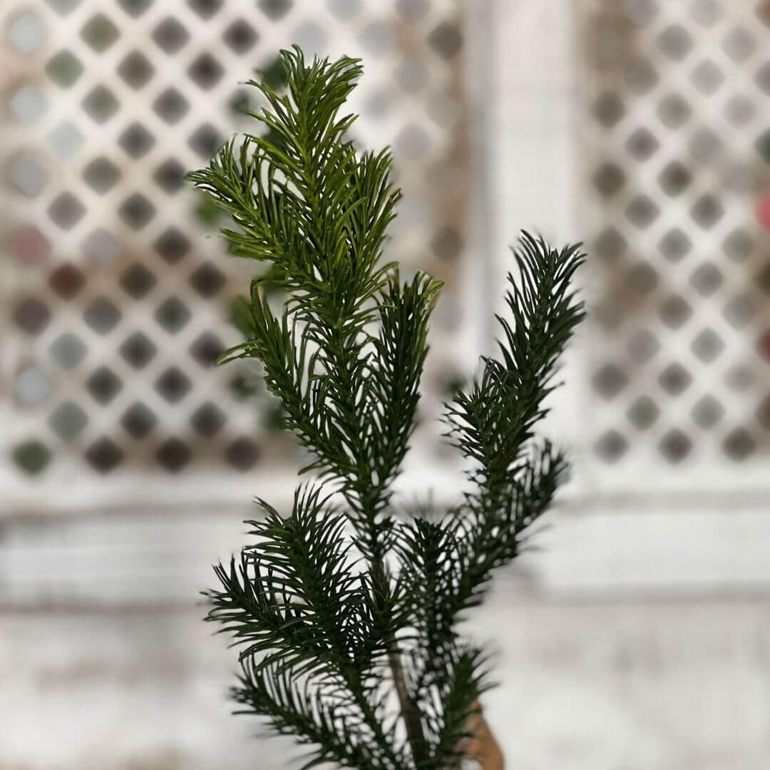 Haste Pinheiro - 49cm