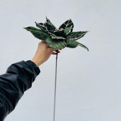 Poinsetia Verde Aveludado Com Borda Champanhe – 64cm