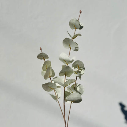 Haste Eucalipto – 65cm