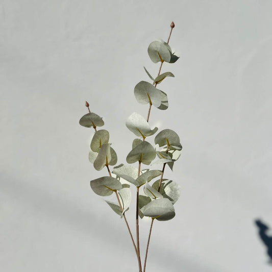 Haste Eucalipto – 65cm
