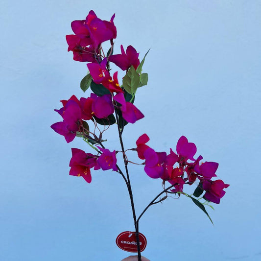 Haste Buganvilia X42 Fúcsia – 76cm