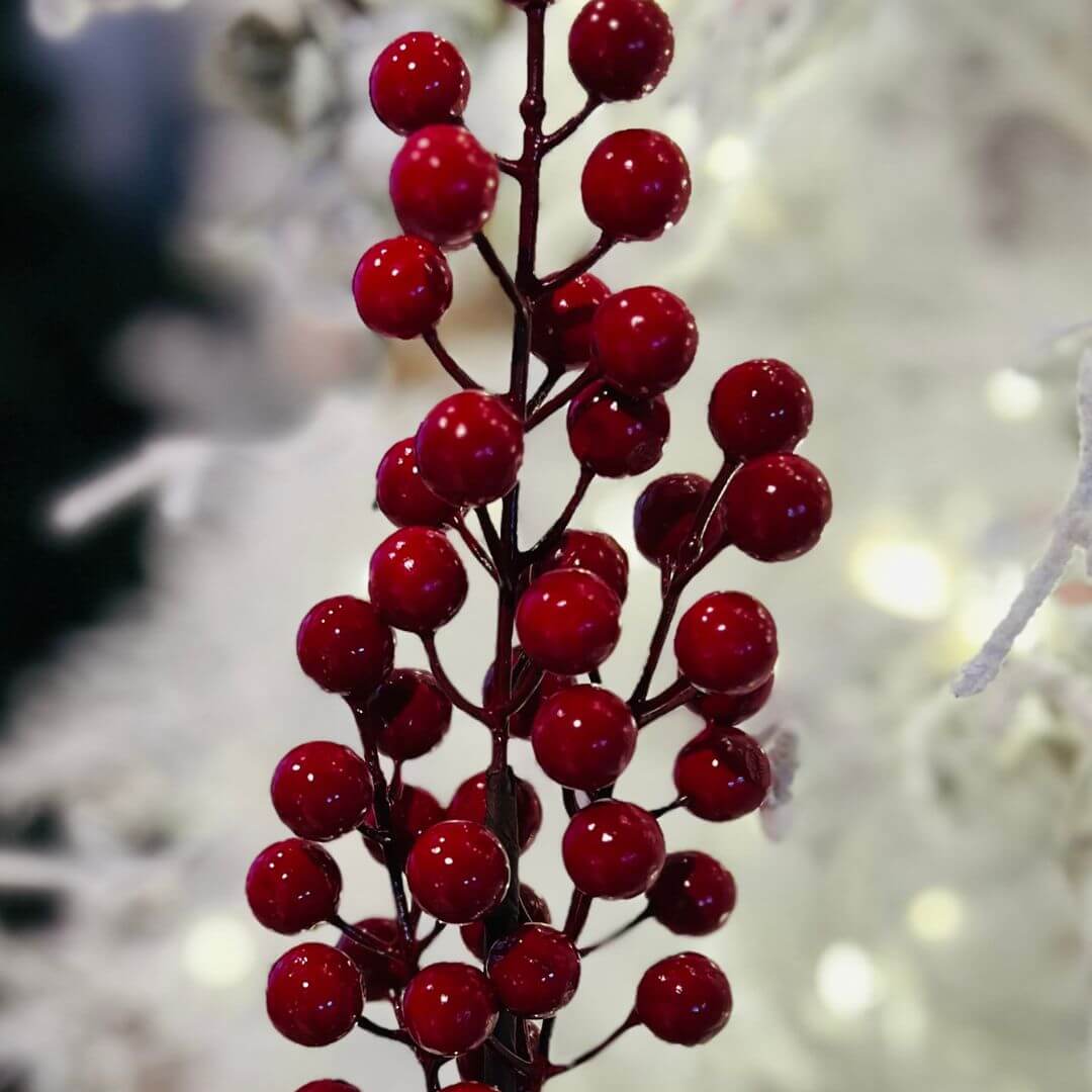 Haste Berry - Alt 40 Cm